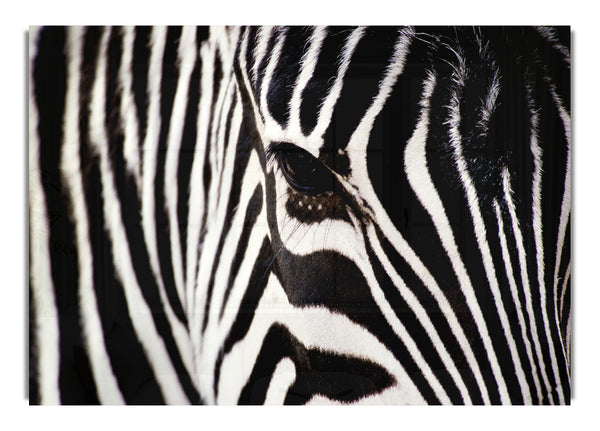 Closeup Face Zebra