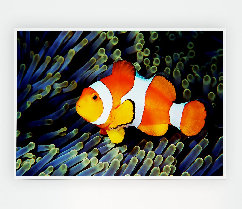 Clown Fish Print Poster Wall Art