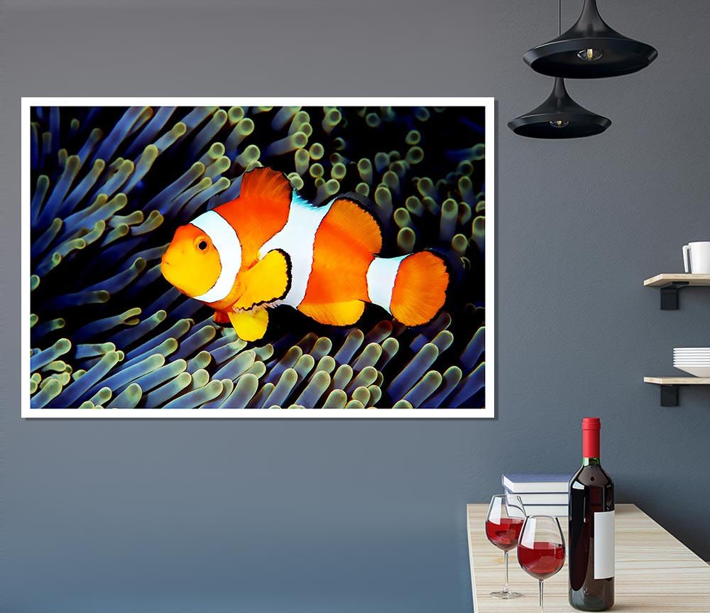 Clown Fish Print Poster Wall Art