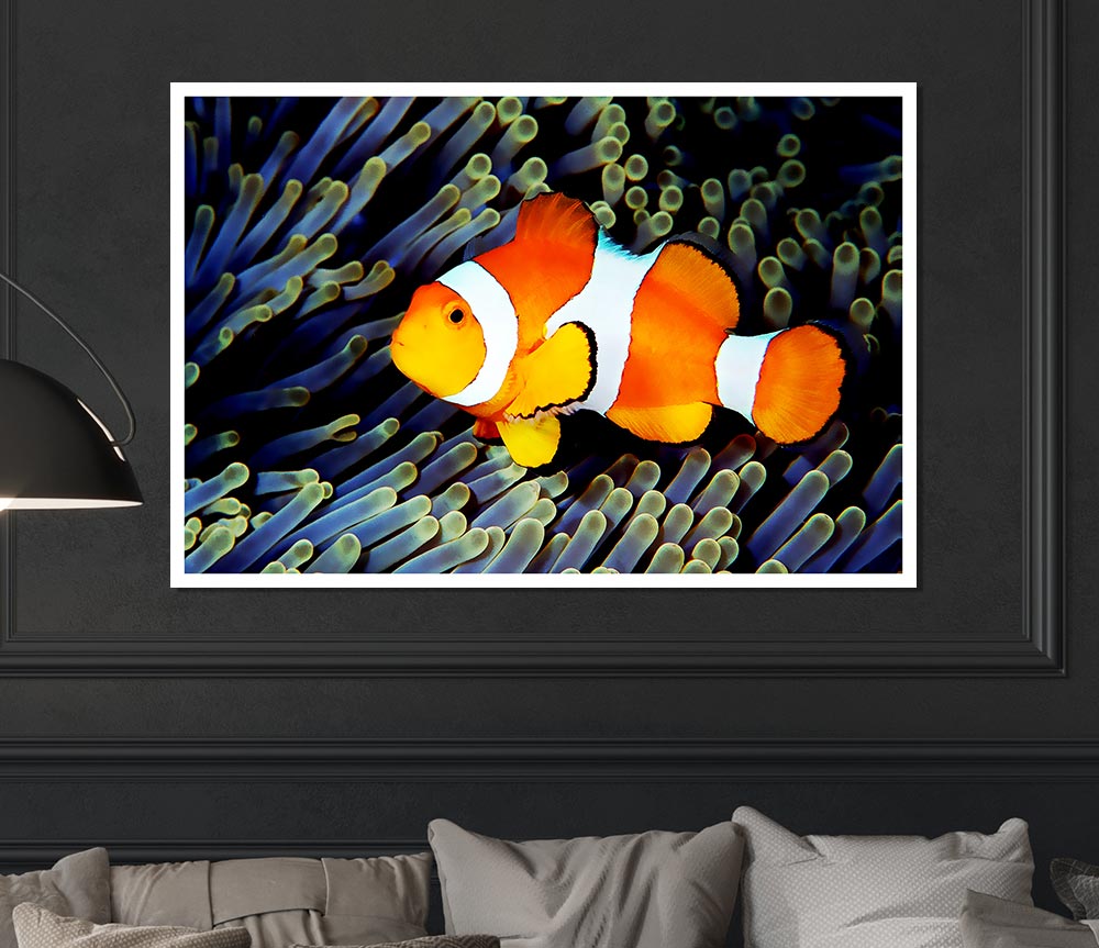 Clown Fish Print Poster Wall Art