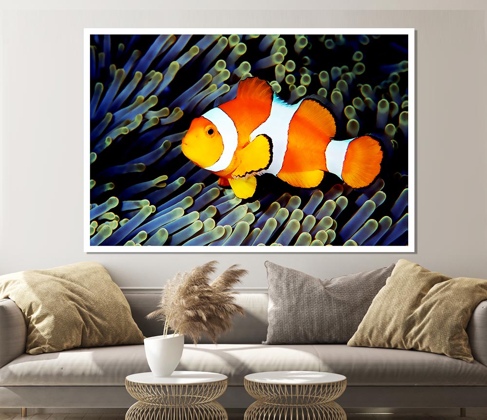 Clown Fish Print Poster Wall Art