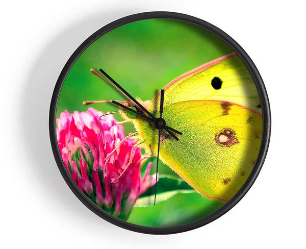 Colias Hyale Butterfly Clock - Wallart-Direct UK