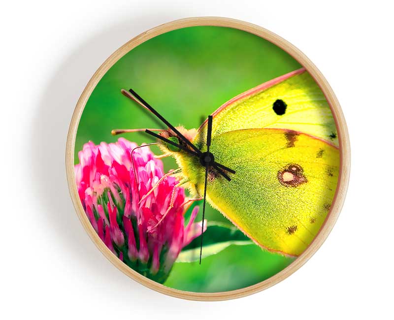 Colias Hyale Butterfly Clock - Wallart-Direct UK