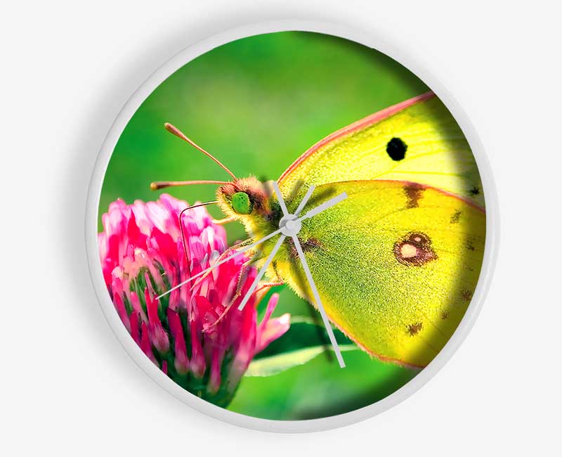 Colias Hyale Butterfly Clock - Wallart-Direct UK