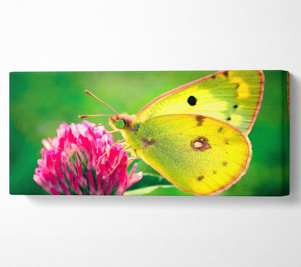 Colias Hyale Butterfly