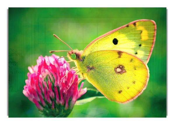 Colias Hyale Butterfly