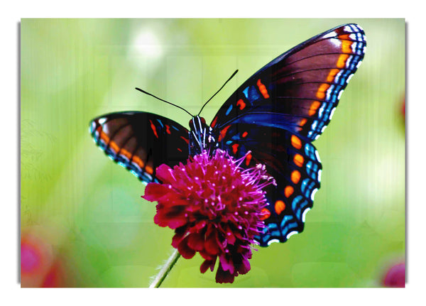 Colorful Butterfly Flower