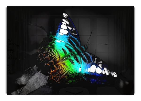 Colorful Butterfly