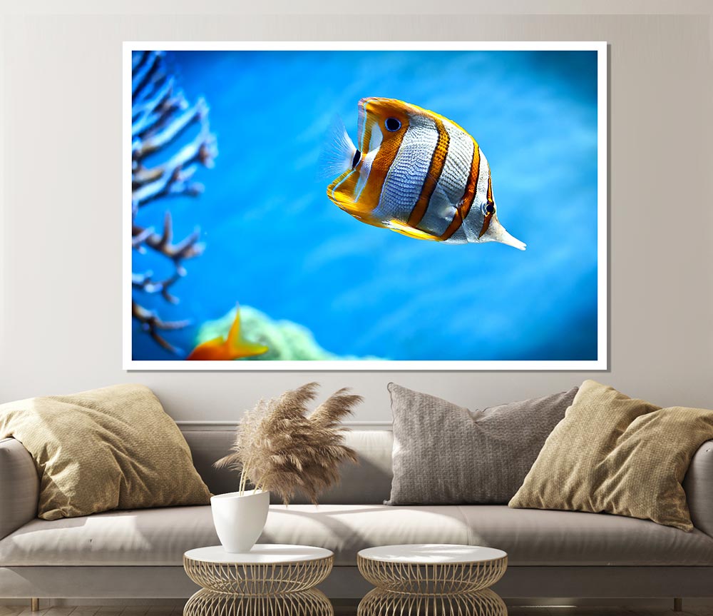 Copperband Butterfly Fish Print Poster Wall Art