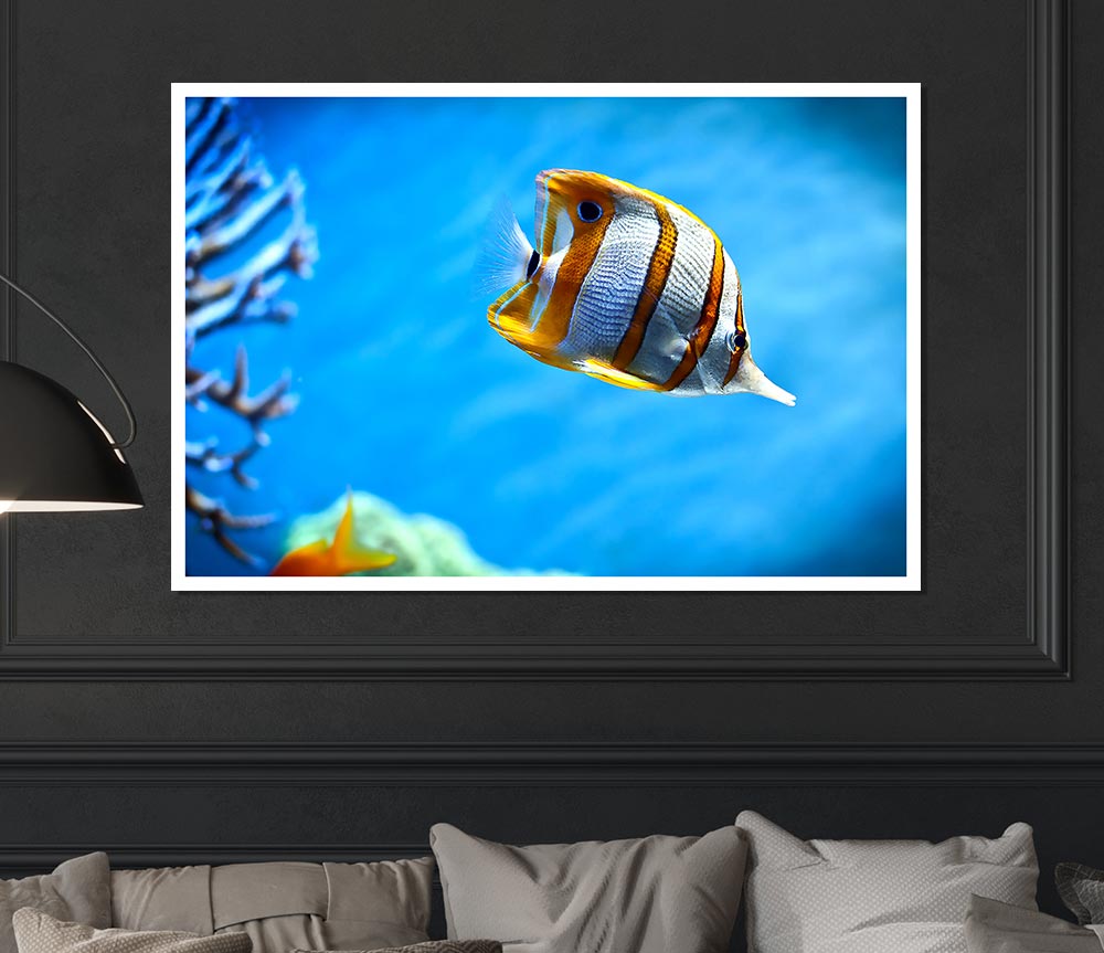 Copperband Butterfly Fish Print Poster Wall Art