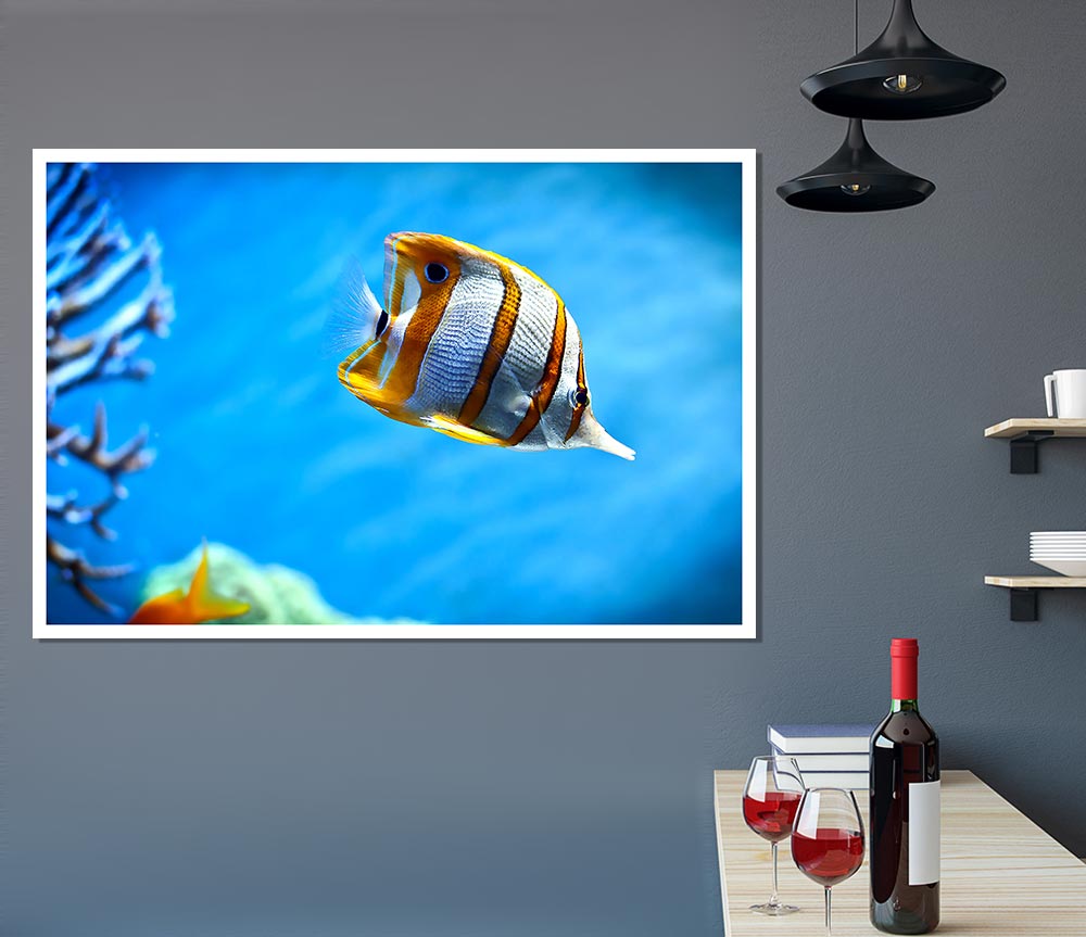 Copperband Butterfly Fish Print Poster Wall Art