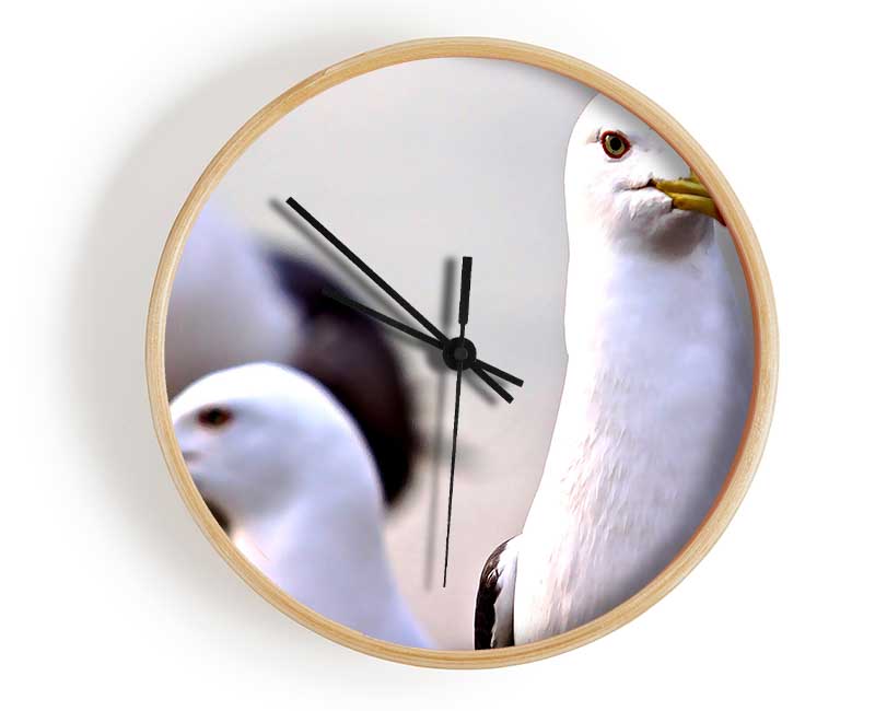 Curious Seagull Clock - Wallart-Direct UK