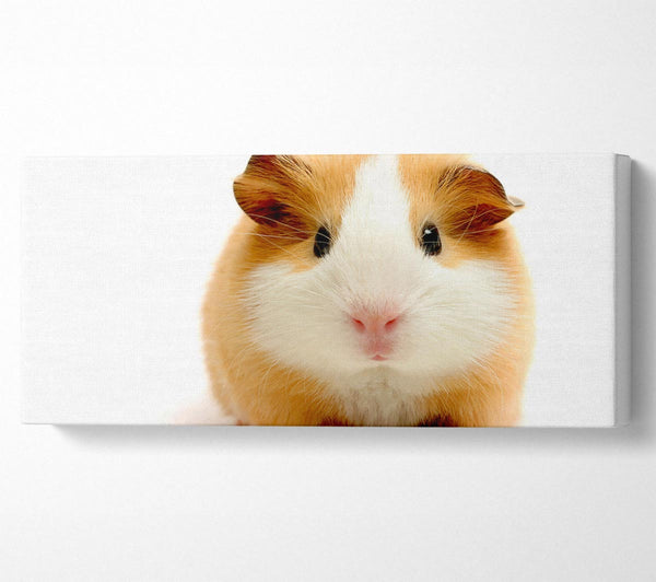 Cute Guinea Pig