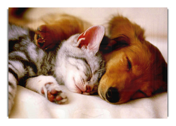 Cute Kitten And Puppy