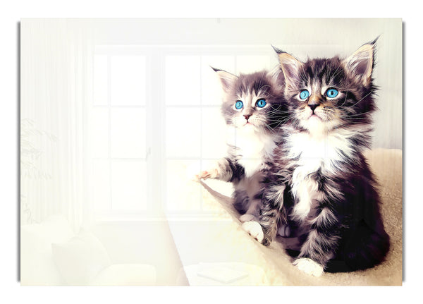 Cute Kittens