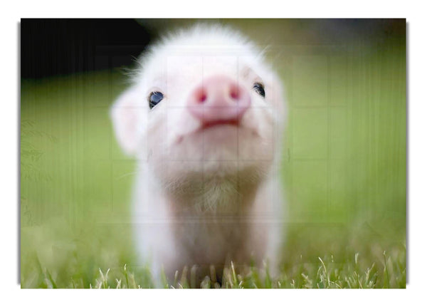 Cute Pig