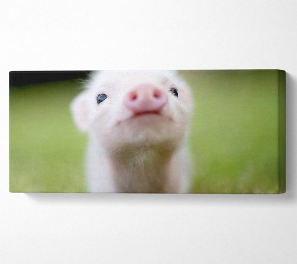 Cute Pig