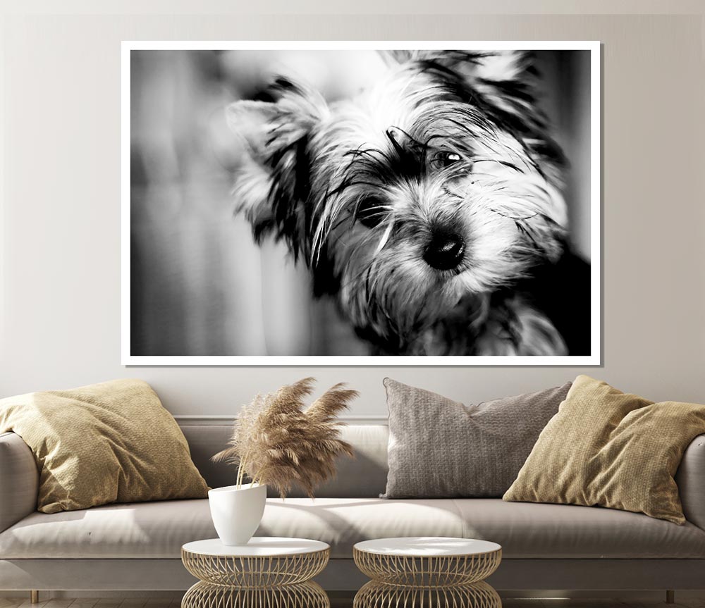 Cute Yorkshire Terrier Print Poster Wall Art