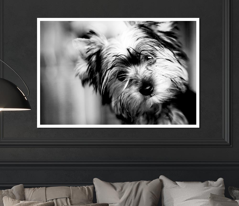 Cute Yorkshire Terrier Print Poster Wall Art