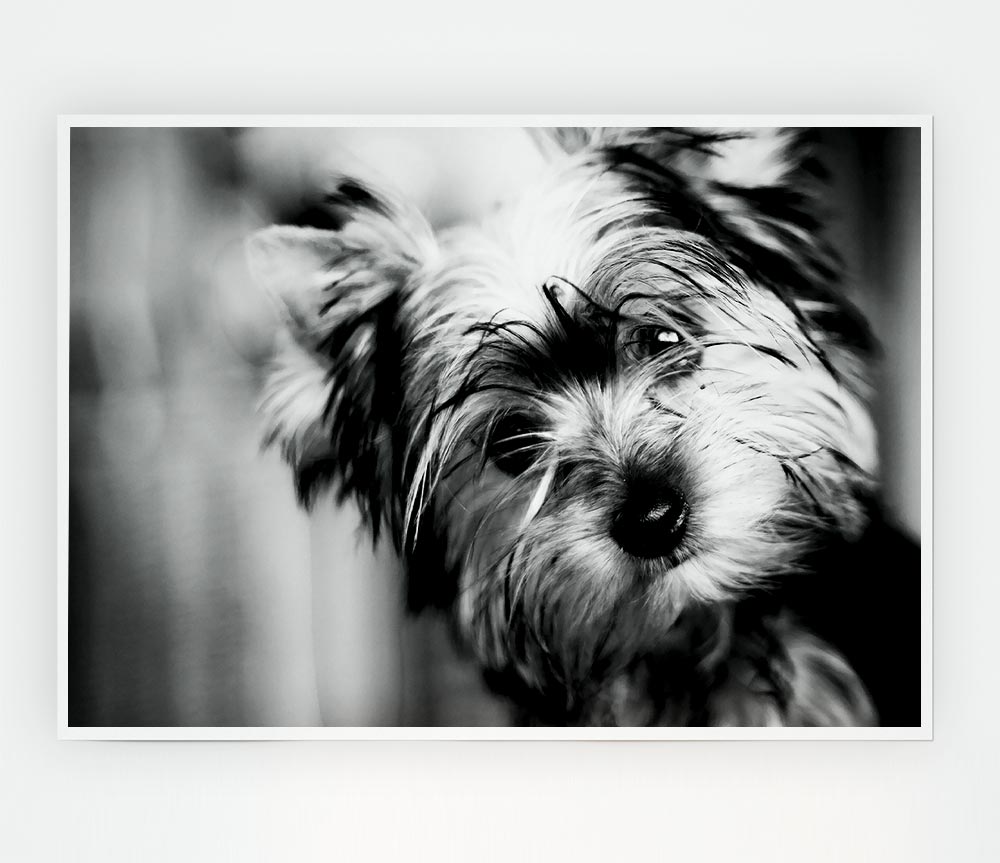 Cute Yorkshire Terrier Print Poster Wall Art