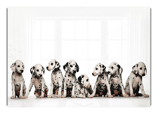 Dalmatian Puppy Fun