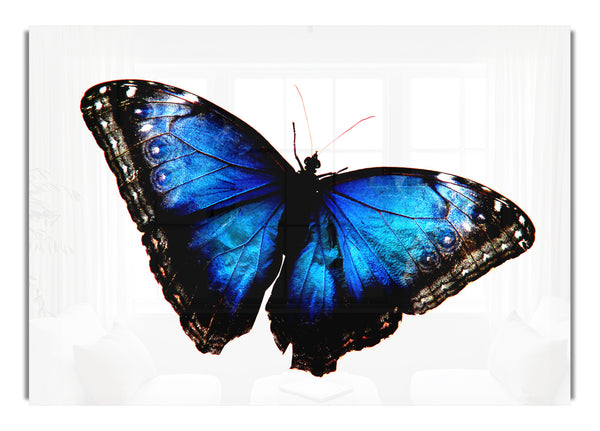 Diamond Blue Butterfly Wings