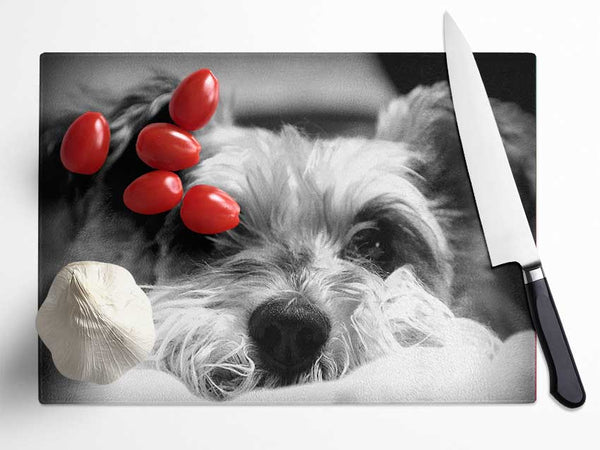 Dog B n W Glass Chopping Board