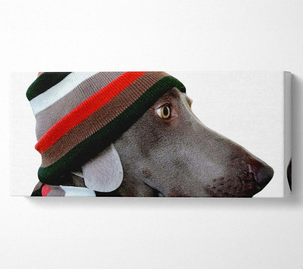 Dog Funny Hat