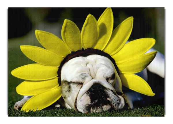 Dog Sunflower Hat