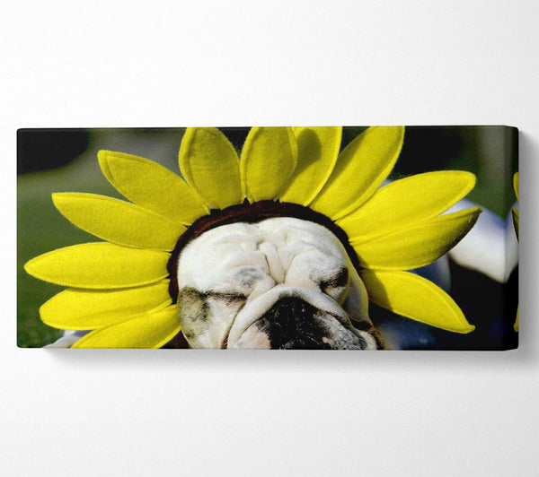 Dog Sunflower Hat