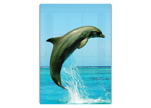 Dolphin Jump