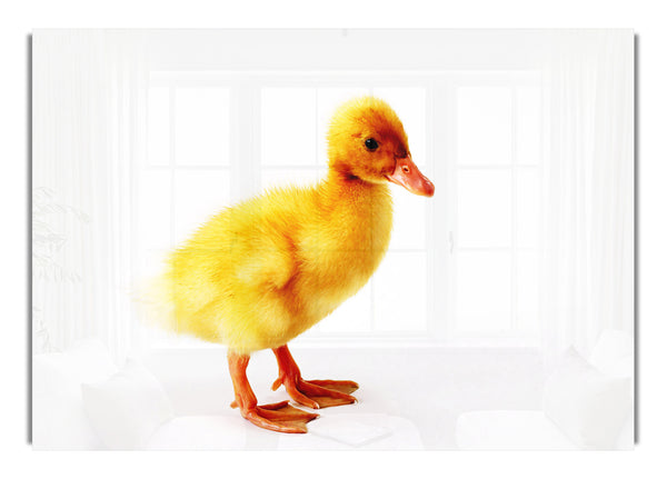 Duckling