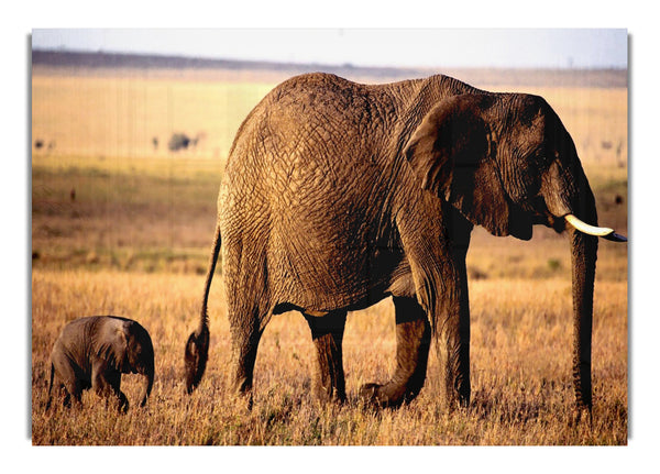 Elefantenmutter und Baby