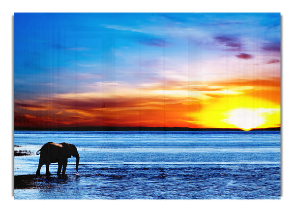 Elephant Ocean