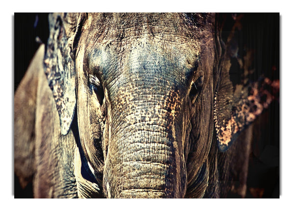 Elephant Trunk