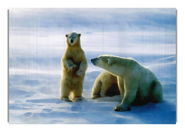 Familie der Eisbären