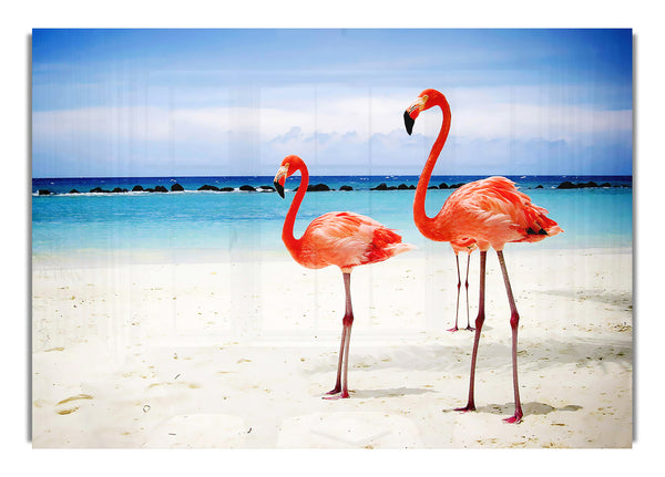 Flamingo Paradise