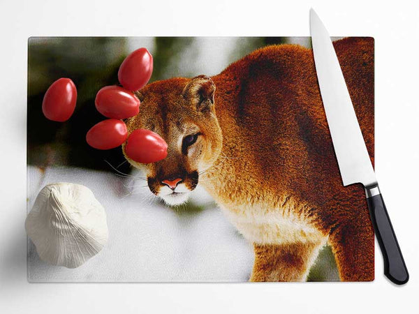 Florida Panther In The Snow Glass Chopping Board