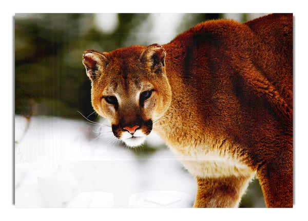 Florida Panther im Schnee