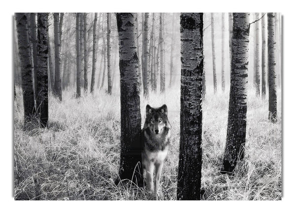 Waldwolf