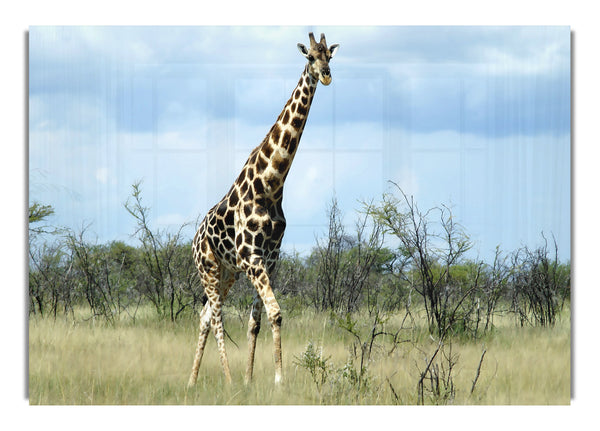 Giraffen im Etosha-Gebiet in Namibia