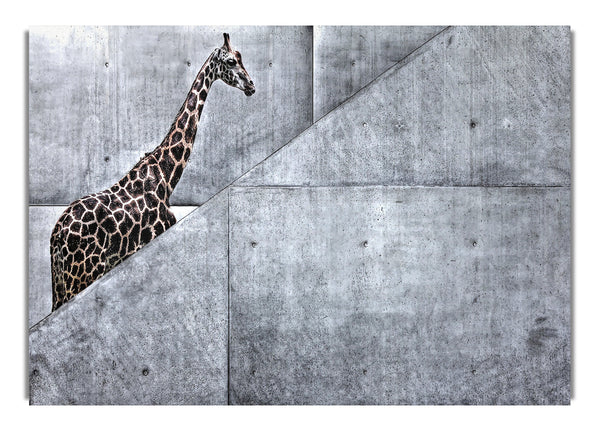 Giraffe Climbing Stairs