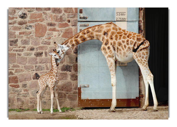 Giraffe Motherly Love