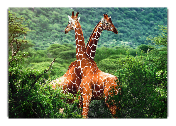 Giraffes Africa