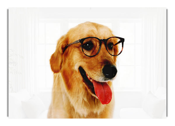 Golden Retriever Nerd