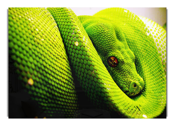 Green Snake Huddle