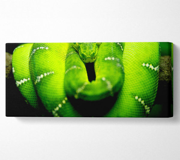 Green Snake