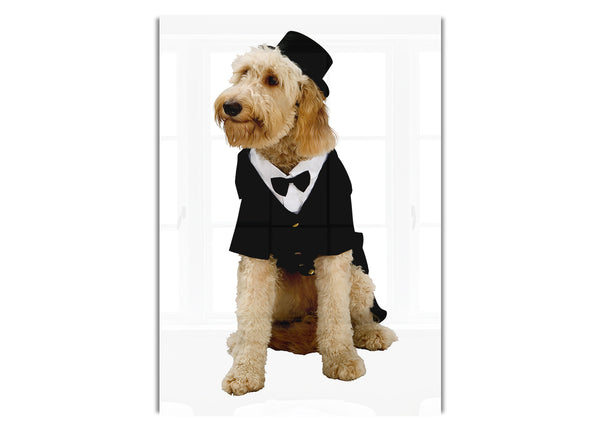 Groom Dog