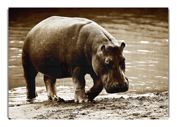 Hippopotamus Bath