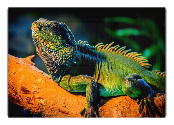 Iguana